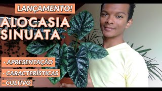 Alocasia Sinuata  lançamento Conheça as principais características e saiba como cultivar [upl. by Berger765]