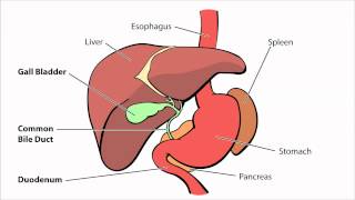 Biliary Atresia  What is Biliary Atresia [upl. by Nale]