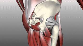 Muscles of the Gluteal Region  Part 2  Anatomy Tutorial [upl. by Ailedua]