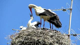 White Stork regurgitating water [upl. by Zetneuq]