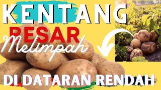 CARA MENANAM KENTANG DARI AWAL HINGGA PANEN  Berkebun Bersama Tanam Kentang Eps 09 [upl. by Assyli445]