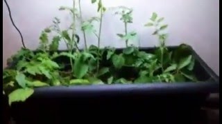 NICE AQUAPONICS FISH AQUARIUM SYSTEM [upl. by Kameko]