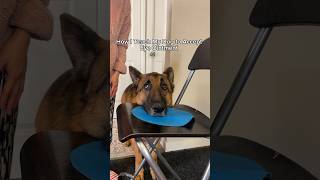 Stress free way to apply eye drop to dog 😜 dogtraining cooperativecare germanshepherd [upl. by Hertz985]