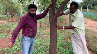 10 Year Sandalwood Tree Analysis [upl. by Thora]