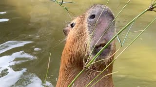 Capybara Cuteness at Taronga Zoo Sydney [upl. by Rehc788]