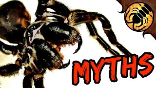 5 Funnelweb Spider MYTHS [upl. by Diana]