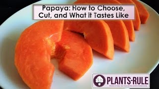 Papaya How to Choose Cut and Enjoy from PlantsRule [upl. by Barolet881]