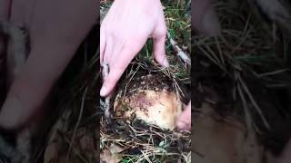 Necesitamos lluvias y nieve en enero…❄️ porcini boletus mushroom hongos cepe micologia [upl. by Crisey892]