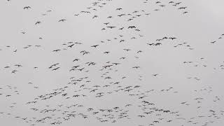 Puddler Fall 2017  Migrating Waterfowl [upl. by Yenitsed686]