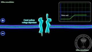 Physiologie du système nerveux  Linflux nerveux [upl. by Atir]