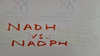 The powerhouses of metabolism NADH amp NADPH nadh coenzyme [upl. by Beatrice]