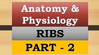 Structure of ribs explained in malayalam with diagramRibs Anatomy  Part 2nursesmotive36899 [upl. by Simon]