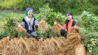 The two sisters harvest ginseng roots to sell at the market  prepare dishes from ginseng [upl. by Winna]