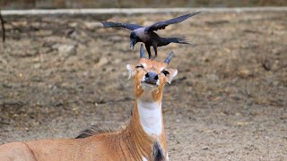 Crows Removing Ticks From Deers Back [upl. by Alletsirhc]