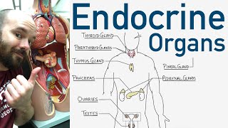 Overview and Anatomy amp Physiology  Endocrine System Part 1 [upl. by Anitnoc18]