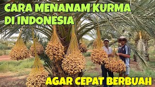 CARA MENANAM KURMA DI INDONESIA AGAR CEPAT BERBUAH LENGKAP DENGAN REKOMENDASI JENIS KURMA [upl. by Nnayhs]