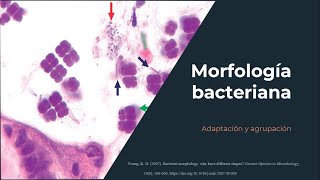 Morfología bacteriana  Adaptación bacteriana  Microbiología [upl. by Theobald]