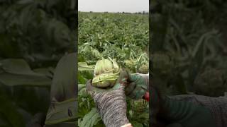 We watch this skilful artisan cut perfect artichoke hearts at an amazing speed ❤️💨 [upl. by Kazimir957]