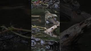 キビタキの幼鳥 水浴びNo2Young Ficedula narcissina bird bathing in water352野鳥shorts [upl. by Hazem]