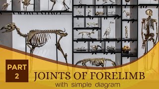 JOINTS OF FORELIMB with simple diagram  veterinary anatomy amp surgery  first year  fourth year [upl. by Thurlough]