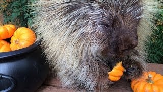 Teddy Bear the Porcupines Halloween Feast [upl. by Eupheemia]