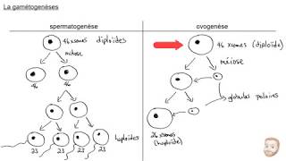La gamétogenèse [upl. by Jeremiah]
