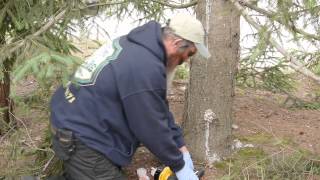 Southampton New York Tree Service Removes Borer Worm [upl. by Doner]