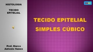 Epitélio Simples Cúbico [upl. by Clayborn268]