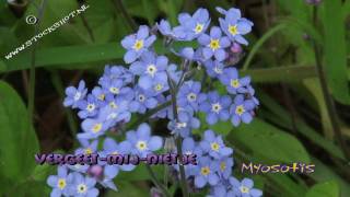 Vergeetmijnietje  Myosotis  forgetmenot [upl. by Annalise]