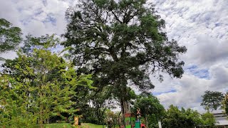 Ancient Mango Tree Mangifera indica in Kota Padawan Borneo [upl. by Wadesworth]