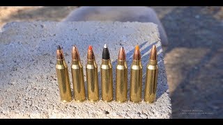 Whats The Best 223 Varmint Bullet [upl. by Fabiano]