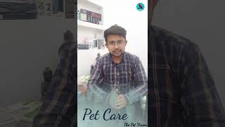 canine distemper symptoms  Canine distemper CD  shorts youtubeshorts shortvideo dogs puppy [upl. by Ainwat240]