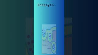 What is Endocytosis trending shorts viral endocytosis [upl. by Jocelyne]