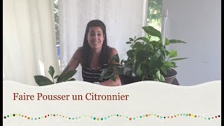 Faire Pousser un Citronnier [upl. by Merkle117]