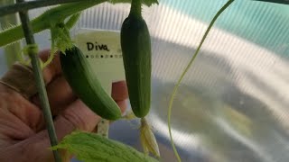 Another Walkthrough of Parthenocarpic Cucumber Trial [upl. by Alamat]