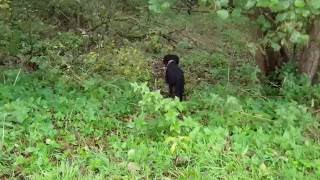 Gordon Setter Bonni 22 months pointing visible pheasant 4 11 16 [upl. by Fokos]