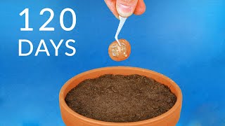 Planting TOMATO SLICE To Grow TOMATOES Timelapse [upl. by Ahselak]