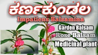 ಕರ್ಣಕುಂಡಲ Impatiens Balsamina Garden Balsam Rose Balsam [upl. by Bobker]