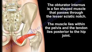 Anatomy Of The Obturator Internus Muscle  Everything You Need To Know  Dr Nabil Ebraheim [upl. by Harraf762]