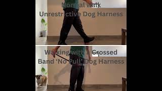 Easy Walk Harness  Front Ring No Pull Dog Harness Simulation dogaccessories dogharness [upl. by Vange]