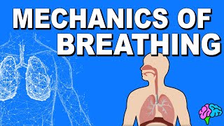 GCSE Biology  Gas Exchange and Lungs 26 [upl. by Ylrebme]