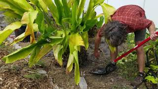 Propagating Large Heliconia Heliconia pendula x bihai  The Carrington Jungle [upl. by Ahsai]