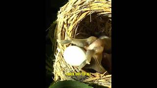 A Cuckoo Chicks Life in a Stolen Home 😭 shorts [upl. by Ynove]