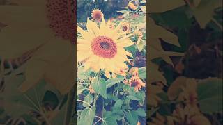 Sonnenblumen 🌻 stehen für Gold ☀️ und Sonnewenn Blumen dann diese [upl. by Flossy]