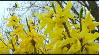 Comment tailler un forsythia   Truffaut [upl. by Brost]