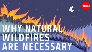 Why certain naturally occurring wildfires are necessary  Jim Schulz [upl. by Retxed]