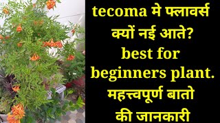 how to care tecoma flowering planthow do you make tecoma bushywhy tecoma not blooming [upl. by Aifas]