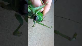 Giant Katydid from Malaysia [upl. by Enomis]