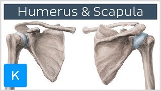 Humerus und Scapula  Anatomie des Menschen  Kenhub [upl. by Alper]