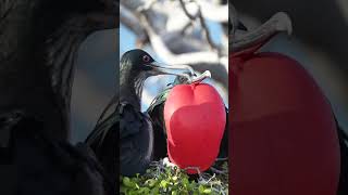 Great Frigatebird Mating Season  Galápagos  Lindblad Expeditions [upl. by Anirret84]